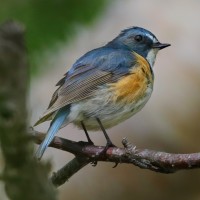 Robin à flancs roux